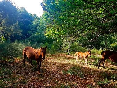 Ruta Paso de A Colada - Suertes (Ancares)