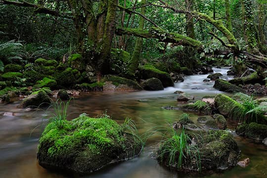 Carballal de Suertes - Ancares